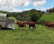 Samson, a breeding bull for hire, is greeted by a pasture full of cows from and bull sex video