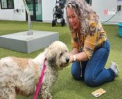 After a decade of hope, a heartwarming reunion unfolded when a senior Cockapoo named Cleo, missing for 10 years, was finally found and returned to her owner, Luisa.