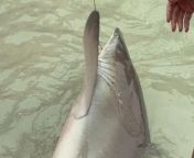 A large shark was caught on a fishing rod and brought ashore for people to take photos with.&#60;br/&#62;&#60;br/&#62;The footage, filmed on March 24 on Miramar Beach near Destin, Florida, USA, shows the shark being snagged and brought to the shore.&#60;br/&#62;&#60;br/&#62;A crowd of beachgoers can then be seen cheering and taking photos.&#60;br/&#62;&#60;br/&#62;The shark was later carefully eased back into the water.