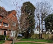 Keith Clarke says that the imminent pollarding of an evergreen oak just off Sea Lane in Rustington is unnecessary and simply trimming is all it requires
