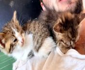 Guy walks around his town in Tuscany with his two rescue kittens attached to him like Velcro