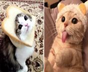 Make Your Day With Funny Cat Video from e girl kitty