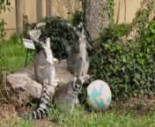 At the zoo in Zagreb, Croatia, caretakers gave the animals their own very tasty Easter egg hunt as part of a yearly Easter Monday tradition.