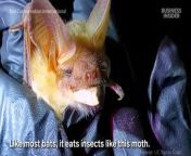 The fuzzy, golden pallid bat officially became California&#39;s state bat in 2024. Here&#39;s why it&#39;s celebrated by farmers, conservationists, and bat enthusiasts.
