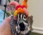 Meet the farmer making &#36;100k-a-year showing off his pet quail online - posing them in customised miniature hats.&#60;br/&#62;&#60;br/&#62;Bernard Henry, 30 regularly posts videos on TikTok, Facebook, and YouTube of his Mearns quail, Finn, sporting one of his 100 personalised bonnets. &#60;br/&#62;&#60;br/&#62;With 1.6million followers on TikTok, Bernard earns &#36;100k annually via the creator fund - where creators are paid depending on how many people interact with their content.&#60;br/&#62;&#60;br/&#62;The flower farmer purchases tiny hats for Finn to wear from a woman on Etsy, who brings Bernard’s creative visions to life. &#60;br/&#62;&#60;br/&#62;Finn also receives 10 to 20 hats a month from his fans and Bernard’s favourite is a full Sherlock Holmes outfit one follower handmade. &#60;br/&#62;&#60;br/&#62;Bernard loves spending time with the pets and dresses Finn up in cute hats – such as a jester hat and a flat cap.&#60;br/&#62;&#60;br/&#62;Bernard, a flower farmer, from New Milford, Connecticut, US, said: “None of the other animals enjoy wearing hats but Belle - who is a California quail - likes to wear sunglasses.&#60;br/&#62;&#60;br/&#62;“I wanted to make the farm open to the public for Easter because the tulips look amazing but sadly I’ve been too busy. &#60;br/&#62;&#60;br/&#62;“I love all my birds and some of them I’ve had for 14 years.&#60;br/&#62;&#60;br/&#62;“My grandparents had a farm and my parents always had birds in the house so it&#39;s normal to me.”&#60;br/&#62;&#60;br/&#62;Bernard - who lives with his husband, Michael Cefalu, 30 and 200 birds - is now gearing up for Easter.&#60;br/&#62;&#60;br/&#62;He said: “I love it.&#60;br/&#62;&#60;br/&#62;“I used to be glued to my desk for medical school and miserable.”&#60;br/&#62;&#60;br/&#62;Bernard spends five hours a day with the birds and loves to try out different themed hats on Finn – such as a cap and beret.&#60;br/&#62;&#60;br/&#62;He said: “He loves wearing the hats.&#60;br/&#62;&#60;br/&#62;“I want to get him and my other bird, Daisy, a little tux and wedding gown after they mate.”&#60;br/&#62;&#60;br/&#62;Bernard and Michael have been married for a year-and-a-half, but together for more than a decade. &#60;br/&#62;&#60;br/&#62;“Michael’s more of a dog person, but I tell him it&#39;s either the quail or the highway,&#92;
