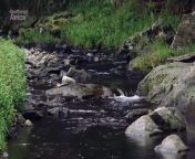 Water Sound ASMR and Birds Sound for Sleep, Study, and Meditation.&#60;br/&#62;&#60;br/&#62;Meditation with the sound of water flowing behind the river rocks will make us feel relaxed. The sound of water mixed with birds singing and the forest ambient also makes us more peaceful and focused. Relieve your stress by listening and watching this video. Listen to these natural sounds while you sleep, study, meditation, yoga, spa, and even if you like daydreaming.&#60;br/&#62;&#60;br/&#62;Sound effects obtained from https://www.zapsplat.com&#60;br/&#62;&#60;br/&#62;Thank you very much for watching and listening. We will always try to give the best music and videos for you all.