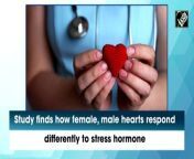 Male and female hearts react differently to the stress hormone noradrenaline, according to a recent study published in Science Advances. The research on mice may have ramifications for human heart conditions like arrhythmias and heart failure as well as how various sexes react to certain drugs.&#60;br/&#62;&#60;br/&#62;The team built a new type of fluorescence imaging system that allows them to use light to see how a mouse heart responds to hormones and neurotransmitters in real time. The mice were exposed to noradrenaline, also known as norepinephrine. Noradrenaline is both a neurotransmitter and hormone associated with the body&#39;s &#92;