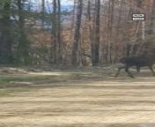 Don’t mess with a mom! This female moose defended her calves when a black bear started chasing them.&#60;br/&#62;» Sign up for our newsletter KnowThis to get the biggest stories of the day delivered straight to your inbox: https://go.nowth.is/knowthis_youtube&#60;br/&#62;» Subscribe to NowThis: http://go.nowth.is/News_Subscribe&#60;br/&#62;&#60;br/&#62;For more animal videos, subscribe to NowThis News.&#60;br/&#62;&#60;br/&#62;#moose #bearattack #wildanimals #Politics #News #NowThis