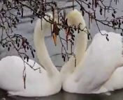 A pair of adorable swans formed the perfect heart-shape with their necks in a romantic courtship dance. &#60;br/&#62;&#60;br/&#62;The love birds were spotted by an eagle-eyed walker who noticed the devoted birds getting into position. &#60;br/&#62;&#60;br/&#62;In a video the swans can be seen bending their necks in unison at their home in Clumber Park, Notts.&#60;br/&#62;&#60;br/&#62;The birds touch beaks while making the heart-shape before twisting their necks back and forth to complete the act.&#60;br/&#62;&#60;br/&#62;The mating ritual signifies the pair have established a territory and are strengthening their bond as the birds begin to mate in March. &#60;br/&#62;&#60;br/&#62;Kevin Hutton, 41, recovery lorry driver and yard worker, spotted the pair on a nature walk around the leafy park at the weekend.&#60;br/&#62;&#60;br/&#62;The dad-of-four said: &#92;