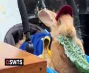 A 30lb bunny rescued from a slaughterhouse has become a local celebrity - by attending events in his own little electric car.&#60;br/&#62;&#60;br/&#62;Josh Row, 45, and Kei Kato, 38, rescued the Flemish hare from a meat farm in Modesto, California, USA, back in 2020, and named him Alex.&#60;br/&#62;&#60;br/&#62;Josh and Kei have always done a lot of charity work so when Alex became old enough, they decided to take him along. &#60;br/&#62;&#60;br/&#62;Alex, three, was an instant hit and he&#39;s now attended more than 200 events.&#60;br/&#62;&#60;br/&#62;Kei, who owns a restaurant in Dogpatch, San Francisco, USA, said: &#92;
