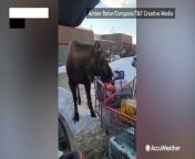 This massive moose approached a woman trying to pack her groceries at a Costco in Anchorage, Alaska, on Feb. 10. It proceeded to attempt to steal the woman&#39;s bag of sweet potatoes.