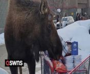 A massive moose approached a woman unpacking her shopping and tried to steal sweet potatoes from her trolley.&#60;br/&#62;&#60;br/&#62;Amber Rotar had just finished her weekly shop at Costco in Anchorage, Alaska, USA, on February 10 when a huge male appeared next to her car.&#60;br/&#62;&#60;br/&#62;Amazing footage shows the moose stood just metres away from Amber before it stuck its mouth in her trolley and attempted to eat through a bag of sweet potatoes.&#60;br/&#62;&#60;br/&#62;Due to heavy snowfall in the area, food sources have been scarce for the wild animals, which has caused them to venture closer to humans.&#60;br/&#62;&#60;br/&#62;Amber said: “I was born and raised in Alaska, so I&#39;m used to seeing moose all over – at the roadside, on trails, in the yard – but never quite so close without a wall or a window separating us.&#60;br/&#62;&#60;br/&#62;“Fortunately he wasn&#39;t displaying any aggression, so I wasn&#39;t fearful as much as experiencing a healthy dose of apprehension.&#60;br/&#62;&#60;br/&#62;“I was more impatient than anything, as I was there for my business and he was making me run behind schedule.&#60;br/&#62;&#60;br/&#62;“He was stood there for some time before I even decided to take the video, maybe five minutes in total.&#60;br/&#62;&#60;br/&#62;“He was particularly interested in the sweet potatoes and bell peppers but he was unable to remove anything, as they were all bagged.&#60;br/&#62;&#60;br/&#62;“I did offer to give a bag of sweet potatoes to the Costco manager following him around the parking lot, but he kindly reminded me that feeding wild animals is illegal.”