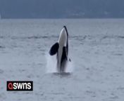 This is the incredible moment a pod of orcas leap out of water just metres from a beach - leaving onlookers ‘in awe’.&#60;br/&#62;&#60;br/&#62;Alyssa Slovinac was visiting Golden Gardens Beach near Seattle, Washington, on February 24 when she was treated to an astonishing sight close to the shore.&#60;br/&#62;&#60;br/&#62;Electric footage shows one of the whales breach clear out of the surface of the bay while another appears to wave with its massive fin.&#60;br/&#62;&#60;br/&#62;While the rest of the six whales happily swim past, one jumps from the water, twisting in midair before landing again.&#60;br/&#62;&#60;br/&#62;Alyssa said: “I’m a bit of an orca enthusiast so I’ve seen this type of behaviour before, but this was the first time in my seven years in Seattle that I’ve seen them this close to shore.&#60;br/&#62;&#60;br/&#62;“The environment on the beach was electric as everyone was so thrilled by such a close encounter. I was absolutely ecstatic and in awe.&#60;br/&#62;&#60;br/&#62;“The orca stayed between mid and East channel the whole time we were watching them and then suddenly they were right there, just yards offshore.&#60;br/&#62;&#60;br/&#62;“The level of surface activity varied over the near hour and a half we watched them, but during this time there was lots of celebrating after what I’d guess was a quick snack.”