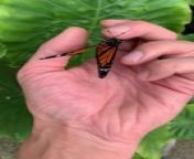 This beautiful butterfly sat on this person&#39;s hand and spread its gorgeous orange wings.