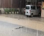In the video, a fast-moving car is shown running over a snake crawling on the road during intense rain. Despite the impact, the snake miraculously emerges unharmed and continues slithering along the road. This remarkable resilience of the snake in the face of danger is both surprising and impressive to witness. It showcases the remarkable adaptability and survival instincts of these creatures, even in challenging circumstances. &#60;br/&#62;Location: Palembang , sumatera selatan&#60;br/&#62;WooGlobe Ref : WGA635069&#60;br/&#62;For licensing and to use this video, please email licensing@wooglobe.com
