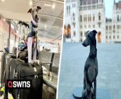 A couple fly their Italian greyhound around the world to join them on their holidays - and even spent £5k to have their pooch join them in the plane&#39;s cabin on their latest jaunt. &#60;br/&#62;&#60;br/&#62;Over the last three years, Enzo, three has travelled to Hungary, Finland, Estonia, The Netherlands, UK, and Turkey.&#60;br/&#62;&#60;br/&#62;Nora and Sean Tayler, both 43, live in Dubai, United Arab Emirates, and refused to go abroad without their beloved pet, Enzo.&#60;br/&#62;&#60;br/&#62;During Dubai&#39;s hot summer the couple always take six weeks off work to travel - with their pampered pooch Enzo in tow. &#60;br/&#62;&#60;br/&#62;For their latest trip to Hungary in July 2022, the couple splashed out around £2,000 on Enzo&#39;s flights to Europe and a further £2,773 to travel back to the UAE - includingthe required veterinary certificates and import permits.&#60;br/&#62;&#60;br/&#62;Nora and Sean flew with Enzo from Abu Dhabi to The Netherlands for a few days - before getting a ferry from The Netherlands to the UK.&#60;br/&#62;&#60;br/&#62;Nora, a vet, from Dubai, United Arab Emirates, said: &#92;