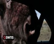 A group of friends freaked out after a buffalo got too close for comfort at a safari park.&#60;br/&#62;&#60;br/&#62;The group, international students from China, were spending the day at Alabama Safari Park in Hope Hull, USA, when the incident happened. &#60;br/&#62;&#60;br/&#62;A videos shows the visitors feeding treats to a deer when a buffalo appeared out of nowhere.&#60;br/&#62;&#60;br/&#62;The animal poked its huge head through the car window - sending the friends screaming in fear.&#60;br/&#62;&#60;br/&#62;The video was filmed on March 27, 2023.