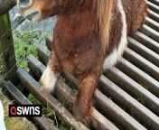 A Shetland pony stuck in a cattle grid after a walker left a gate open has been rescued by fire crews.&#60;br/&#62;&#60;br/&#62;Teifi the horse sparked a rescue operation on Tuesday after becoming trapped in Llangatwg, Powys, Wales.&#60;br/&#62;&#60;br/&#62;The 21-year-old Shetland pony was able to reach the cattle grid after a gate was left open by walkers.&#60;br/&#62;&#60;br/&#62;Mid and West Wales Fire and Rescue Service said crews from Crickhowell, Talgarth and Pontardawe were called to the incident at 07:32 GMT.&#60;br/&#62;&#60;br/&#62;His owner, Beth Watkins, said Teifi was recovering well, and told the BBC he has has since become &#92;