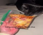This cat, Dash, brought a bag with two slices of pizza in it to his owner. After hearing a plastic rustling sound, Dash&#39;s owner sat up in her bed, when she found Dash dropping the bag of pizza on her bed. He got the bag from the kitchen counter and carried it across the house to his owner&#39;s room. While she asked him what he was doing, Dash kept nibbling on the pizza bag.
