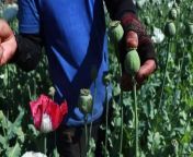 For many farmers in conflict and coup-riven Myanmar, poppy farming has become their only way of making ends meet amid the social and economic turmoil across the country. The opium resin extracted from the poppies is then refined into heroin destined for the world market - with Myanmar overtaking Afghanistan as the world&#39;s biggest producer in 2023.