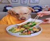Hungary Dog &#124; Dog Want To Eat Food &#124; Animals Eating Food &#124; Animals Satisfying Videos &#124; Cute Pets #animal #pets #dog #doglover #cutepuppies #fun #love #cute #beautiful #funny