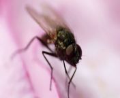 Scientists believe that fruit flies could help to prevent the growth of brain tumours.