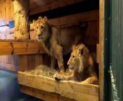 Lions rescued from Ukraine start new lives in South AfricaSource: Born Free Foundation