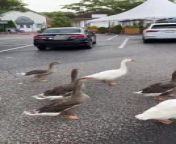 In a surprising turn of events, a flock of geese was spotted walking in perfect sync on the road.