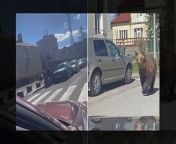 The latest bear attack on Sunday, which took place in the town of Liptovsky Mikulas, left a 49-year-old woman with a shoulder injury and a 72-year-old man with a gash to his head.&#60;br/&#62;&#60;br/&#62;A 10-year-old girl and two further adults suffered scratches and bruises, authorities said, while a couple pushing their child in a buggy were &#39;lucky to escape unharmed&#39;.&#60;br/&#62;