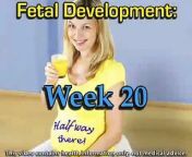 During week 20 of pregnancy, you&#39;ll be halfway through the experience, but that doesn&#39;t mean that fetal development stalls here! Learn what your baby is up to. http://Pregnancy.Healthguru...
