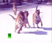 The video was filmed in a Siberian tiger enclosure in China’s Heilongjiang Province. The tigers, some of which look a bit overweight, have fun chasing the drone.