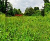 Seacroft Forest Garden: Leeds couple invite volunteers to help maintain ‘little piece of nature in sprawling council estate’. Credit: Sean Lovell