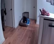 In a hilarious turn of events, when this dog saw her walker come by the house, she instantly ran to her bed and pretended to sleep. When the walker called her, she did not move and continued her act.