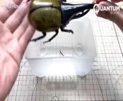 Man Turns DEAD Animals Into Mind Blowing ROBOTS _ Cyborg Beetle &amp; Lobster.