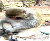 Funny Viral Monkey Shorts, Monkey Shorts Video, Animal Planet,Indan Animals #Wildeanimals#Monkeyvideo#Animals