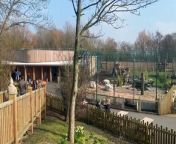 I visited the spectacular Blackpool Zoo and danced with a real life gorilla Strictly Come Dancing style