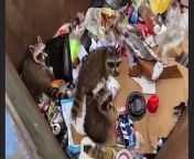 Small animals fell inside because of hunger from rudar ke rakshak small episode video