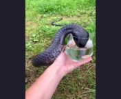 Have you ever seen a snake drink the water you give itDo! I saw a snake drinking the water you gave him؟ from boob drink snake 3gp com