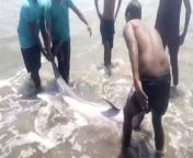 A dolphin was rescued after it became stranded on a beach in India. &#60;br/&#62;&#60;br/&#62;Video shows the dolphin rolling in the waves unable to swim away before wildlife officials came to its rescue.&#60;br/&#62;&#60;br/&#62;The animal was spotted by bystanders who were cleaning the area on April 9.&#60;br/&#62;&#60;br/&#62;They quickly called local forest department officials who came to release the animal from the beach in the Andaman and Nicobar Islands in southern India. &#60;br/&#62;&#60;br/&#62;After several attempts in which the rescue stalled, leaving the dolphin beached again, it eventually swam off safely.
