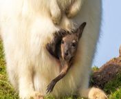 A wallaby joey has been pictured emerging from its albino mother&#39;s pouch after seven months inside.&#60;br/&#62;&#60;br/&#62;Jo-Jo, the baby Bennett&#39;s wallaby has begun to appear in the pouch of albino mum Mrs Bennett at Auchingarrich Wildlife Park in Perthshire.&#60;br/&#62;&#60;br/&#62;Photos snapped of the adorable pair show the joey reaching towards the grass, staring at its mother, and attempting to look at the world around it.&#60;br/&#62;&#60;br/&#62;Jo-Jo has normal fur colour unlike his mum&#39;s albino white.&#60;br/&#62;&#60;br/&#62;Bennett&#39;s wallabies, also known as red-necked wallabies, are native to eastern Australia, and common in the island state of Tasmania.