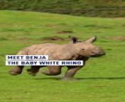 The white rhino population is being decimated by poaching and there are only an estimated 16,903 white rhinos left in the wild. &#60;br/&#62;Here at Whipsnade Zoo in the UK a baby white rhino Benja frolics in the safety of her 85,000 sq m paddock with its mother Jaseera. She seems happy in her safe home in the UK. &#60;br/&#62;#rhino #whiterhino #nature #WhipsnadeZoo #UK