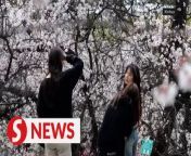 Spring has arrived in Galai Village of Nyingchi City, southwest China&#39;s Xizang, bringing with it a vibrant display of peach blossoms and an influx of visitors eager to experience village tourism. &#60;br/&#62;&#60;br/&#62;WATCH MORE: https://thestartv.com/c/news&#60;br/&#62;SUBSCRIBE: https://cutt.ly/TheStar&#60;br/&#62;LIKE: https://fb.com/TheStarOnline