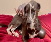 Tiny naked cat knows exactly how to comfort his Great Dane brother whenever he gets scared ❤️