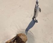 This curious three-year-old child visited Boulders beach with his parents.&#60;br/&#62;&#60;br/&#62;As the child explored the sandy shores and rocky nooks, a surprising encounter unfolded—a playful penguin waddled over and started to chase the little one!&#60;br/&#62;&#60;br/&#62;Instead of being scared, the baby burst into giggles.&#60;br/&#62;&#60;br/&#62;It was like a game of hide and seek between them, with the penguin darting around and the child squealing joyfully.&#60;br/&#62;&#60;br/&#62;Their interaction was filled with innocence and delight, as if nature itself had orchestrated this adorable playdate by the sea.&#60;br/&#62;Location: Cape Town, South Africa&#60;br/&#62;WooGlobe Ref : WGA768921&#60;br/&#62;For licensing and to use this video, please email licensing@wooglobe.com