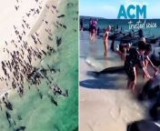 Authorities are scrambling to rescue over 100 stranded whales in Western Australia&#39;s southwest, with more than 26 already dead, as up to 160 pilot whales beached themselves at Toby&#39;s Inlet near Dunsborough, more than 250km south of Perth, according to Parks and Wildlife Western Australia.