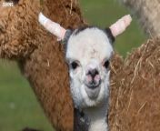 Baby alpaca born with &#39;floppy ears&#39; receives treatment to straighten themSource SWNS