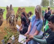 It&#39;s not every day you go to a one-eyed camel&#39;s second birthday party, but our reporter, Olivia Preston, did just that this week when she visited Woburn Safari Park, the world&#39;s first zoological collection to become &#39;symbol-friendly&#39;.&#60;br/&#62;&#60;br/&#62;Students from Windmill Hill School in Luton made some tasty treats for Wednesday, the Bactrian camel who lost his eye as a baby.&#60;br/&#62;