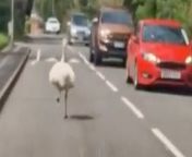 Hilarious footage shows a runaway rhea causing havoc for drivers as it sprinted through a sleepy village.&#60;br/&#62;&#60;br/&#62;The large flightless South American bird escaped from a farm near Repton, Derbys., on Sunday (28/4) afternoon. &#60;br/&#62;&#60;br/&#62;The rhea, which can reach speeds of up to 40mph, was spotted by window cleaner Robert Jay when it leapt in front of his car on Main Street.&#60;br/&#62;&#60;br/&#62;Robert, 46, and his wife Melanie, 43, were on their way home from doing a food shop when they filmed the bird.&#60;br/&#62;&#60;br/&#62;Dad-of-three Robert said: “At first I thought it was an ostrich. It jumped out in front of us from our customer&#39;s garden, luckily we were going slow enough. &#60;br/&#62;&#60;br/&#62;“We were coming back from shopping and thankfully we were going slow enough. &#60;br/&#62;&#60;br/&#62;&#92;