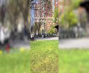 Viral video of “love-making couple” in NYC park causes outrage from delivers videos