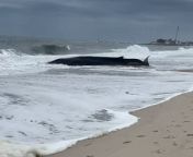A shocking video shows a 50-foot-long beached whale washed up on the shore in Delaware, USA.&#60;br/&#62;&#60;br/&#62;The videos, filmed on Sunday, near the Indian River Inlet Bridge in Sussex County, show the huge mammal lying motionless as spectators gather to take a look.&#60;br/&#62;&#60;br/&#62;A representative from the Marine Education, Research, and Rehabilitation Institute (MERR) confirmed that the whale was a sub-adult fin whale.&#60;br/&#62;&#60;br/&#62;According to MERR, fin whales are an off-shore, deep-sea species that would not usually be near the shore unless they are very weak.&#60;br/&#62;&#60;br/&#62;MERR officials did attempt to sedate the animal, but couldn&#39;t get close enough due to high water levels and strong waves.&#60;br/&#62;&#60;br/&#62;The whale sadly didn&#39;t survive.